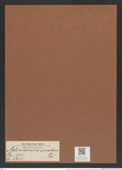 Asterolampra simulans Grev. (de-Toni-Nr.: Genus 235, Species 5655) Zeichnungen Sammlung Grunow Mappe 05215 (Herbarium_W_Grunow_drawings_Folder_05215)
